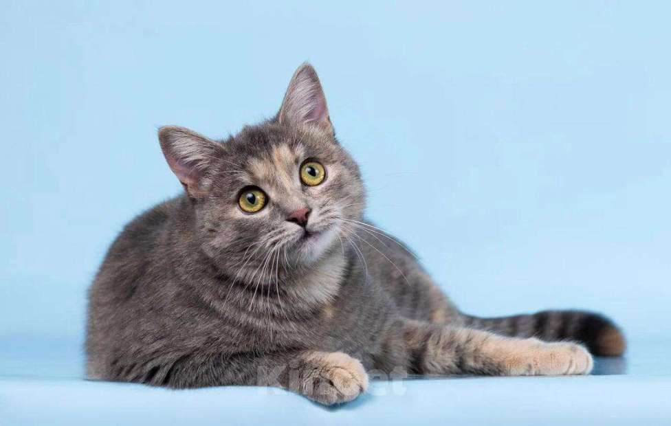 Кошки в Москве: Кошечка Руна ищет доброе сердце. Девочка, Бесплатно - фото 3