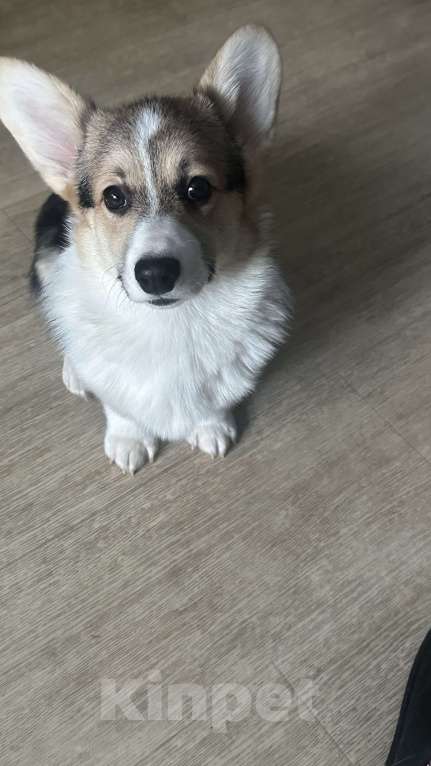 Собаки в других городах Челябинской области: Продам Девочка, Бесплатно - фото 10