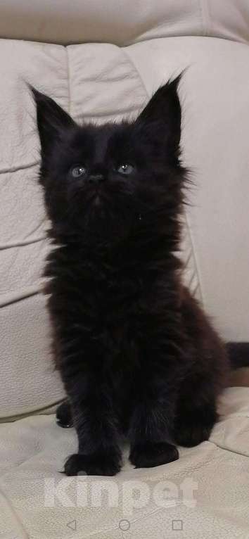 Кошки в Хасавюрте: Чёрный мейн-кун, 10 000 руб. - фото 1