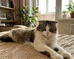 Кошки в Красногорске: Молоденькая ласковая кошечка Алиса 1,5 годика ищет дом Девочка, Бесплатно - фото 4