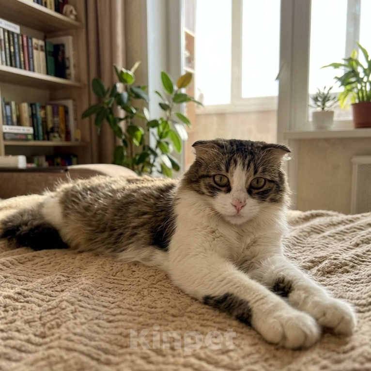 Кошки в Красногорске: Молоденькая ласковая кошечка Алиса 1,5 годика ищет дом Девочка, Бесплатно - фото 4