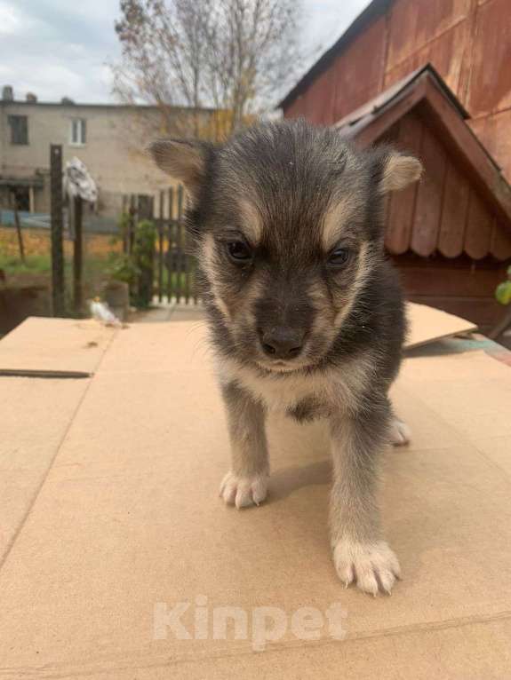 Собаки в Москве: Щенок 1,5 месяца мальчик в добрые руки  Мальчик, Бесплатно - фото 2