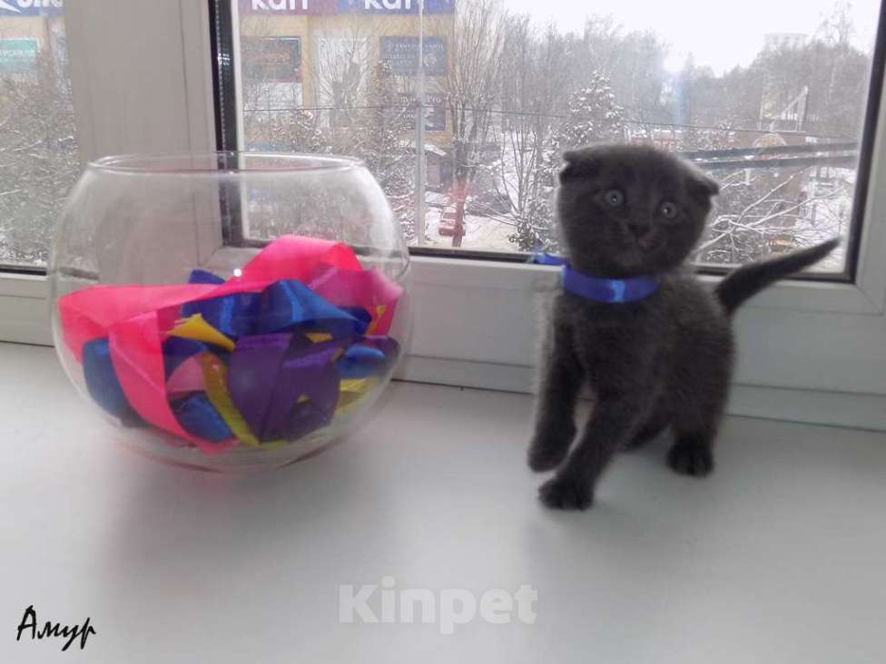 Кошки в Москве: Шотландская вислоухая длинношерстная, мальчик Мальчик, 15 000 руб. - фото 7