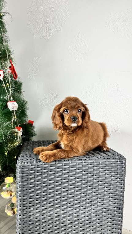 Собаки в Москве: Кавалерочка рубин щенок  Девочка, 60 000 руб. - фото 3