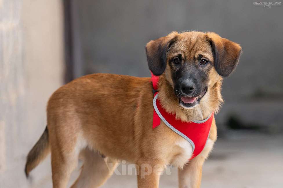 Собаки в Москве: Брауни - ваш сладкий пиражочек Мальчик, Бесплатно - фото 7