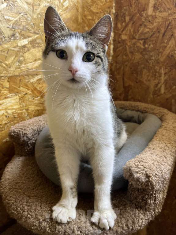 Кошки в Москве: Замечательная кошка Плюша в поиске дома Девочка, Бесплатно - фото 4
