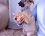 Собаки в Ногинске: Шанель - щенок в поиске дома Девочка, Бесплатно - фото 2
