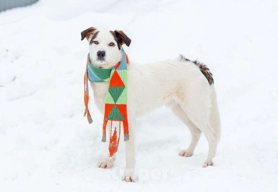 Собаки в Белоозёрском: БЕЛЫЙ (БИМ) Мальчик, 2 руб. - фото 6