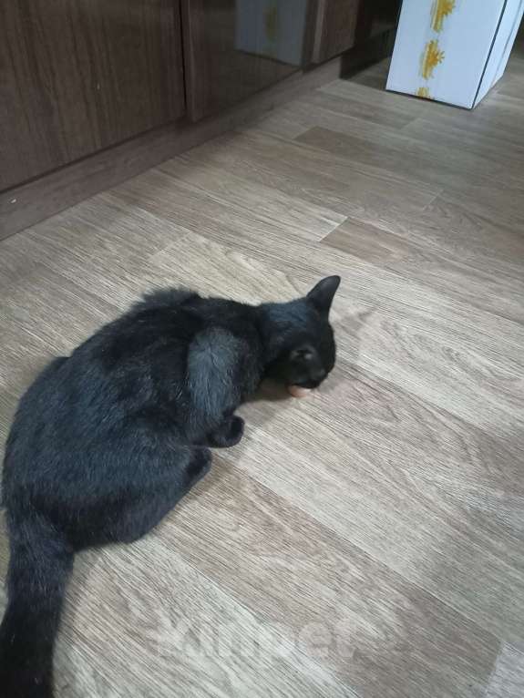 Кошки в Зеленограде:  Чёрный котёнок Мальчик, Бесплатно - фото 1