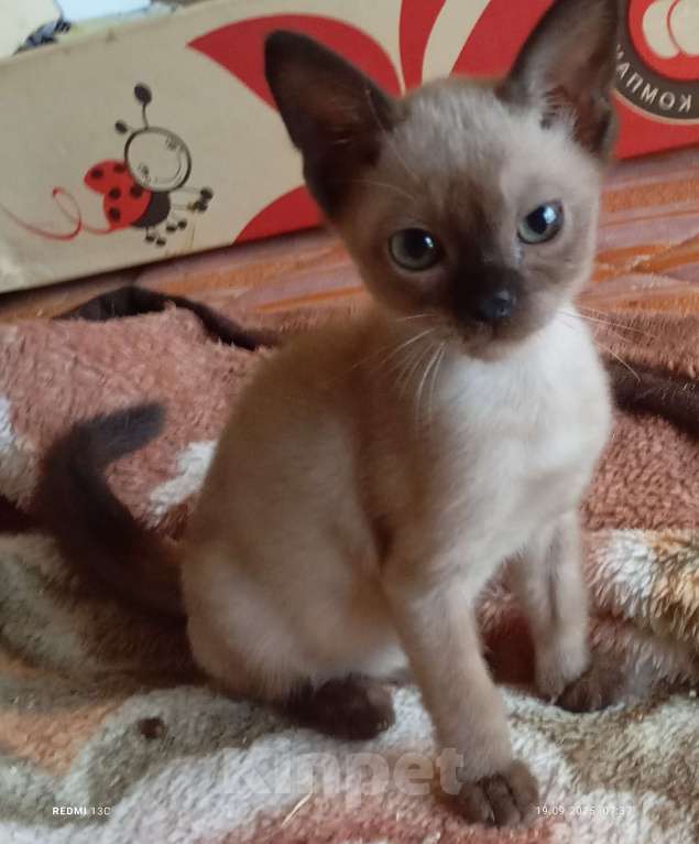 Кошки в Алуште: Бурманские котята Мальчик, 18 000 руб. - фото 3