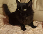 Кошки в Москве: Черный пушистый котенок Мальчик, Бесплатно - фото 2