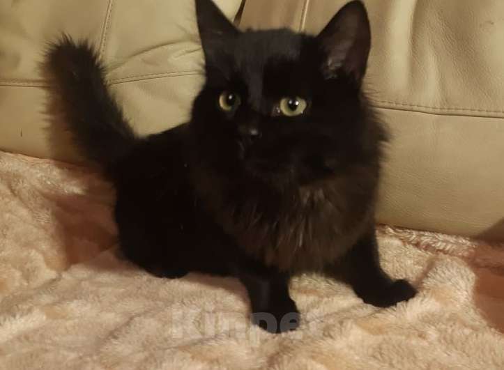 Кошки в Москве: Черный пушистый котенок Мальчик, Бесплатно - фото 2