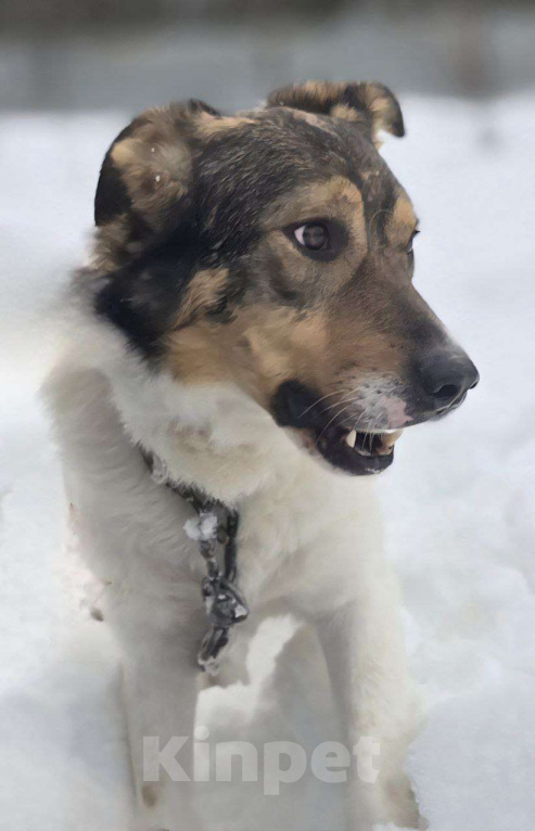 Собаки в Королеве: Жерар – пёс тонкой душевной организации. Мальчик, Бесплатно - фото 7