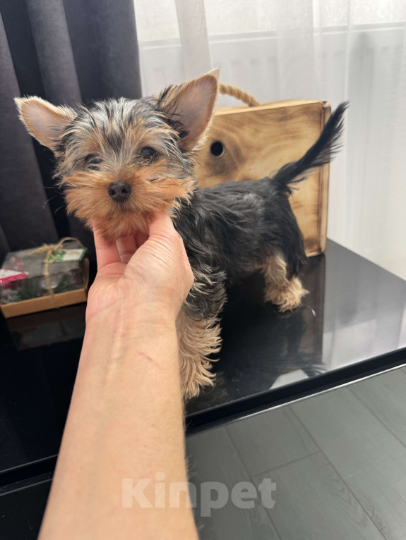 Собаки в Москве: Йорки мини Девочка, 18 000 руб. - фото 1