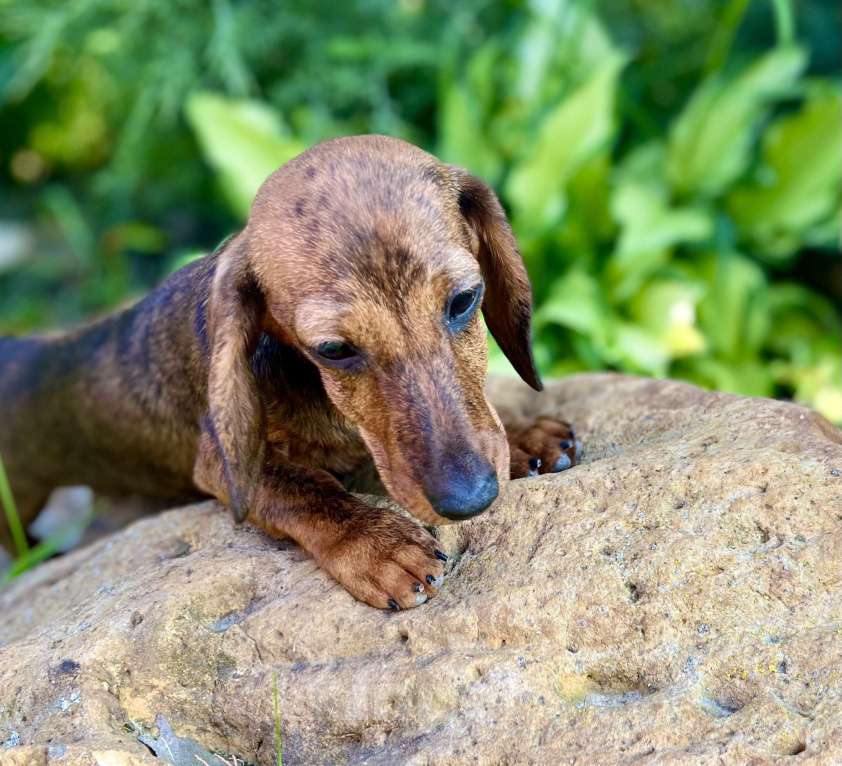 Собаки в Москве: Шикарная Тигровая кроличья девочка кролик  Девочка, 90 000 руб. - фото 4