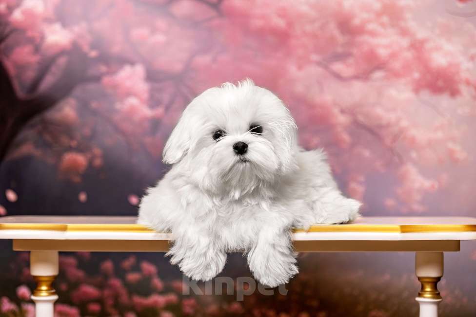 Собаки в Костроме: Щенок мальтезе ( мальтийской болонки) Мальчик, 100 000 руб. - фото 2