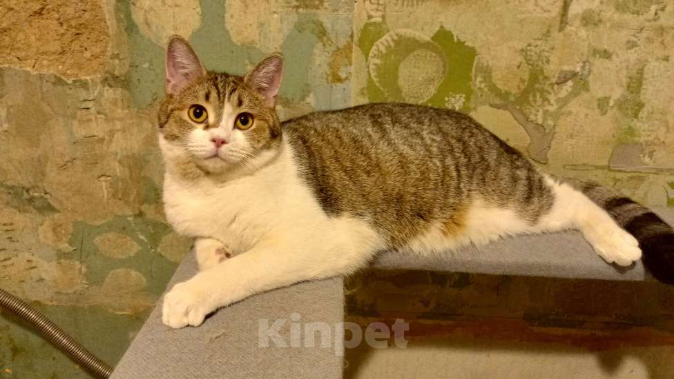 Кошки в Королеве: Пеппе котенок шотландской прямоухой (по папе) Девочка, 5 000 руб. - фото 3