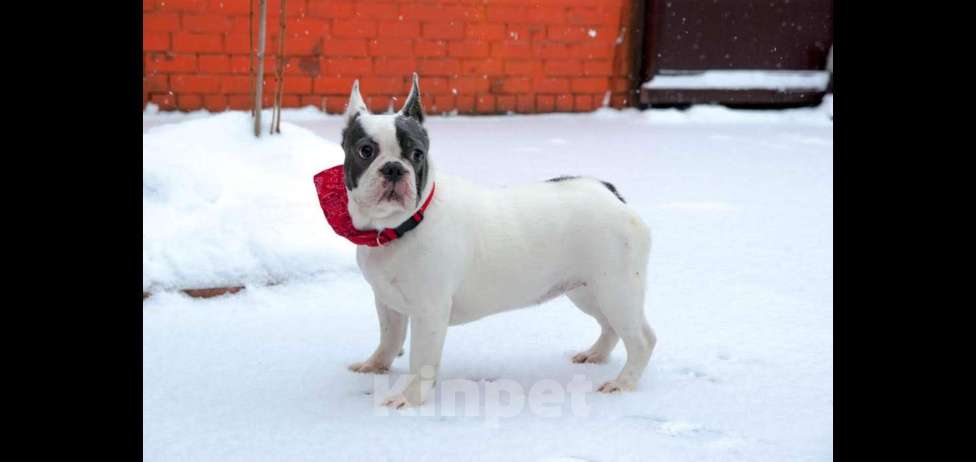 Собаки в Химках: Девочка французского бульдога Девочка, Бесплатно - фото 2