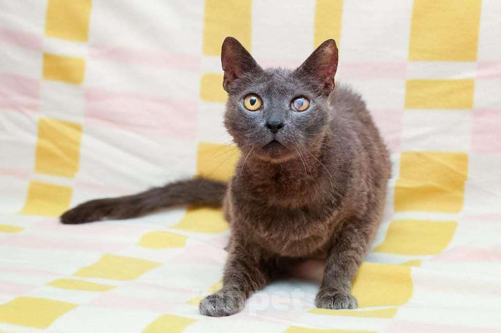 Кошки в Москве: Гера котик Мальчик, Бесплатно - фото 3