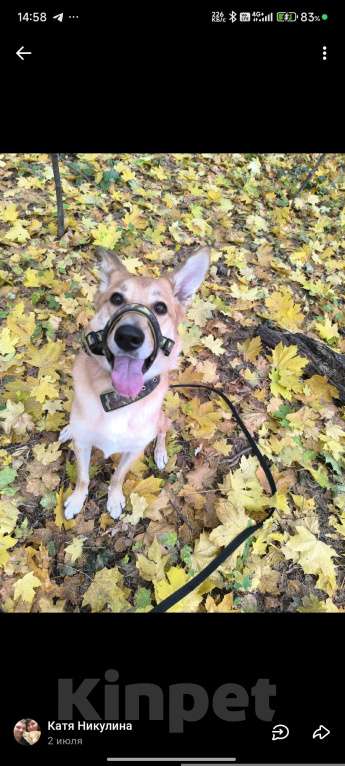 Собаки в Балашихе: Ваша мечта у нас Мальчик, Бесплатно - фото 2