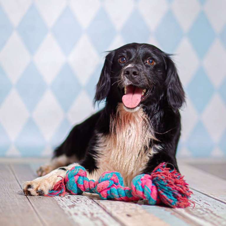 Собаки в Москве: Черный спаниель Таис в добрые руки Мальчик, 1 руб. - фото 7