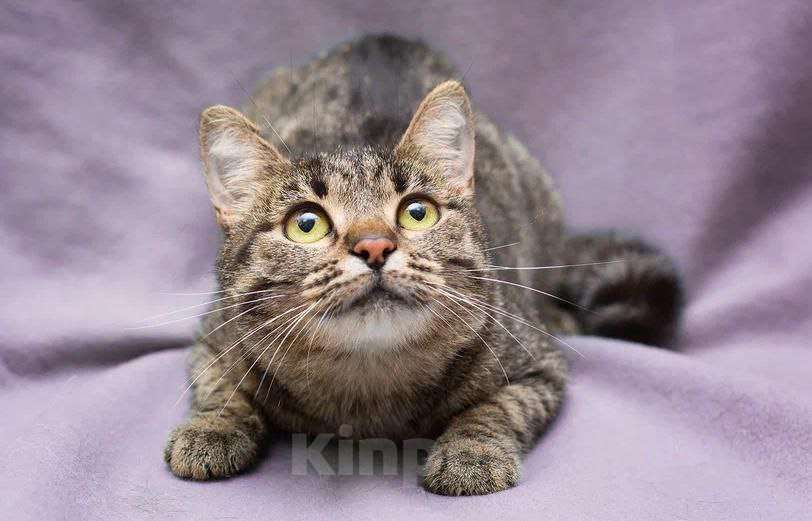 Кошки в Москве: Нежность в полоску  Девочка, Бесплатно - фото 4