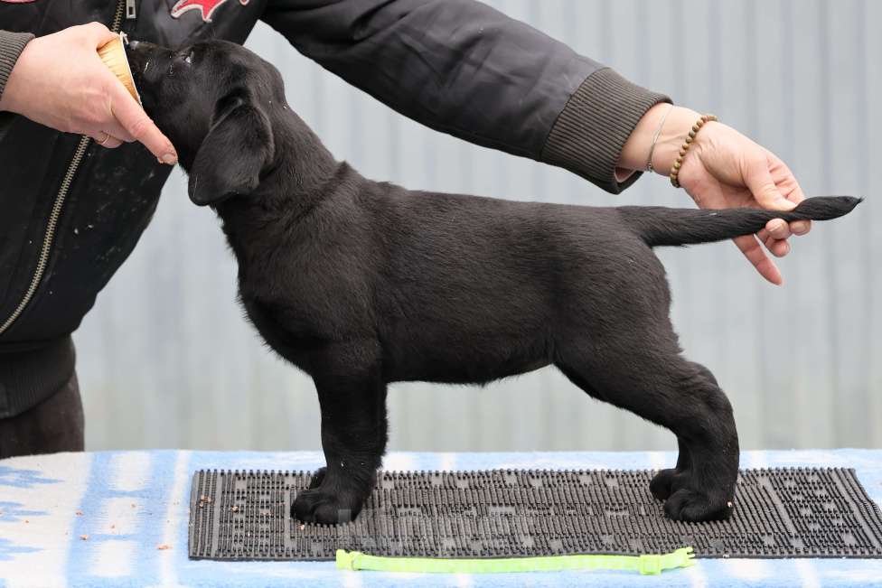 Собаки в Калуге: Черная девочка лабрадора высокого качества из питомника РКФ/FCI Девочка, Бесплатно - фото 2