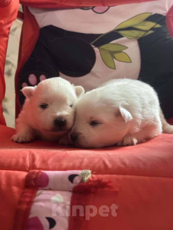 Собаки в Москве: Японский шпиц из питомника Мальчик, 100 000 руб. - фото 10