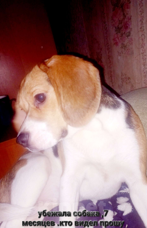 Собаки в Москве: Дэля Девочка, Бесплатно - фото 2