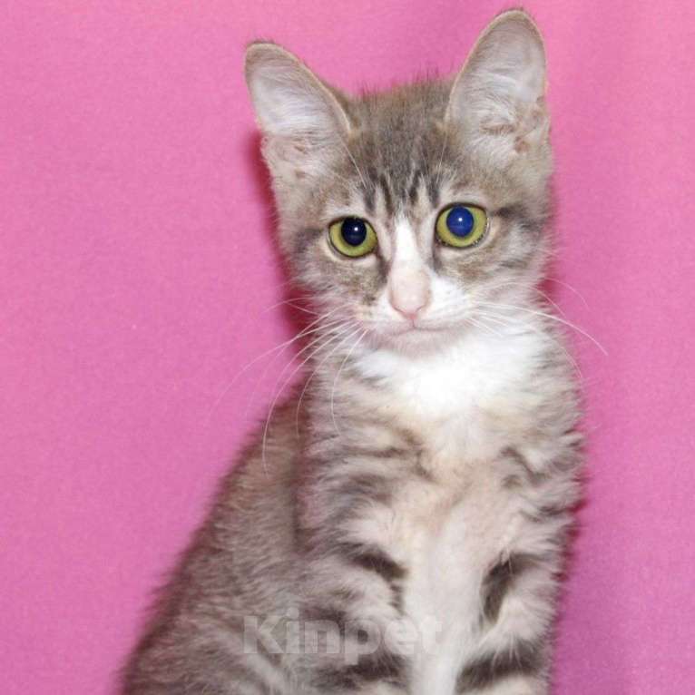 Кошки в Москве: Двухмесячный котенок Эклер ищет семью 🤍 Мальчик, Бесплатно - фото 3