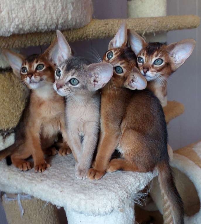 Кошки в Москве: Абиссинские котята  Девочка, 70 000 руб. - фото 3