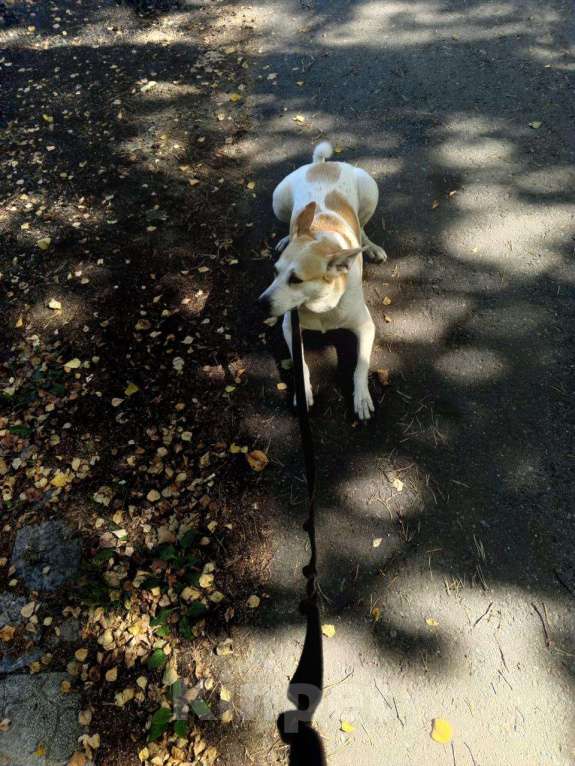 Собаки в Красногорске: Собака в добрые руки Девочка, Бесплатно - фото 1