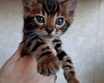 Кошки в Москве: Клубные бенгальские котята Мальчик, 70 000 руб. - фото 3