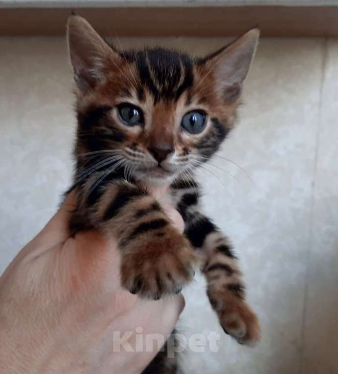 Кошки в Москве: Клубные бенгальские котята Мальчик, 70 000 руб. - фото 3