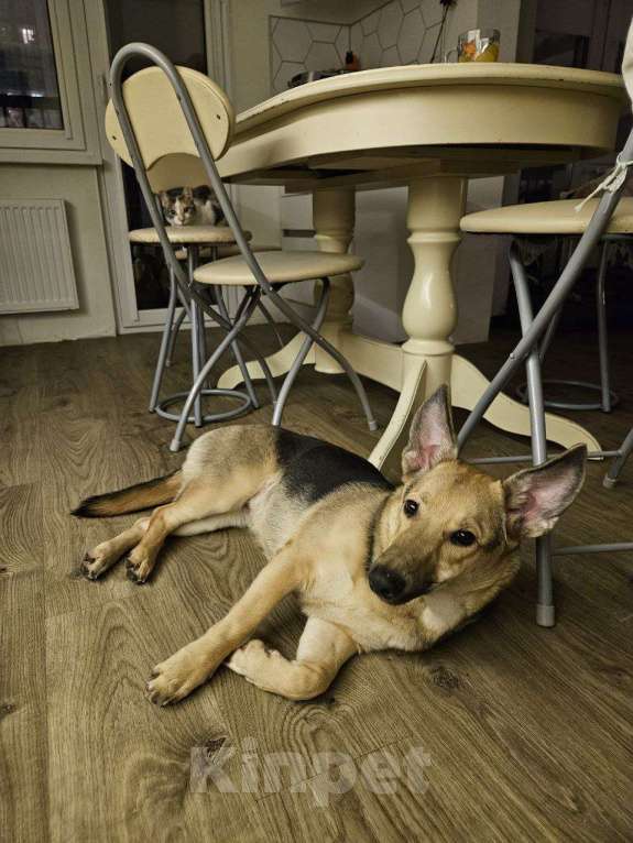 Собаки в Санкт-Петербурге: Ласковая собачка с короткими лапками Девочка, Бесплатно - фото 5