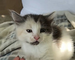 Кошки в Домодедово: Котята девочки Девочка, Бесплатно - фото 2