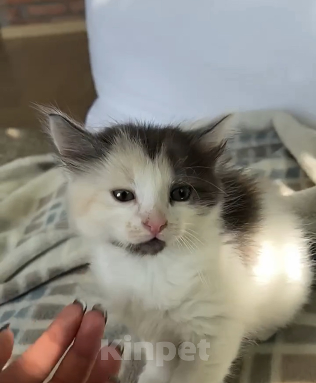 Кошки в Домодедово: Котята девочки Девочка, Бесплатно - фото 2
