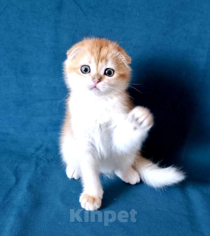 Кошки в Калуге: Richard SFS ny 12 Мальчик, Бесплатно - фото 7