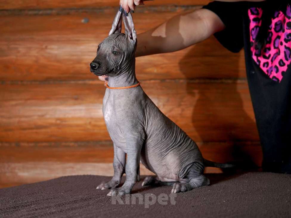 Собаки в Александрове: Щенки Ксолоитцкуинтли стандартного размера  Мальчик, 70 000 руб. - фото 1