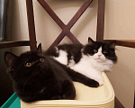 Кошки в Ступино: Шотландская прямоухая (скоттиш страйт) кошка Девочка, Бесплатно - фото 5