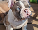 Собаки в Санкт-Петербурге: Шикарный щенки французский бульдог Мальчик, 60 000 руб. - фото 7