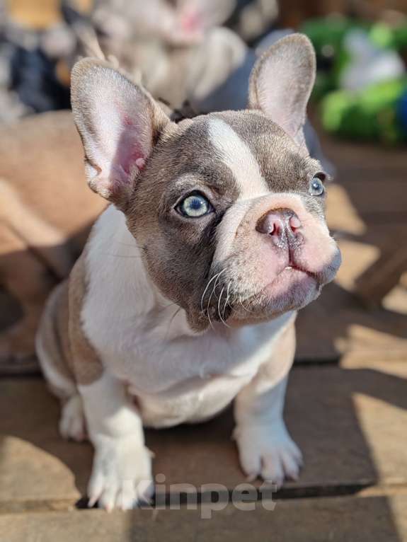 Собаки в Санкт-Петербурге: Шикарный щенки французский бульдог Мальчик, 60 000 руб. - фото 7