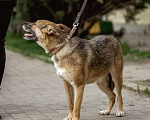 Собаки в Москве: Белочка Девочка, 10 руб. - фото 3