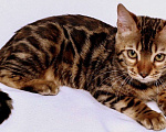 Кошки в Санкт-Петербурге: Бенгальский кот, 20 000 руб. - фото 7
