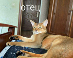 Кошки в Осе: Абиссинские котята, 18 000 руб. - фото 5