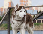 Собаки в Москве: Красавец хаски Харли ищет дом после смерти хозяйки Мальчик, 1 руб. - фото 2