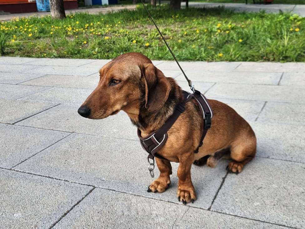 Собаки в Долгопрудном: Ищем невесту Мальчик, Бесплатно - фото 5