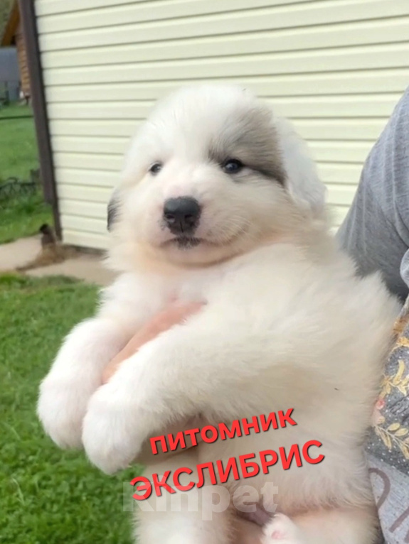Собаки в Москве: Щенки Пиренейской горной собаки Девочка, Бесплатно - фото 1