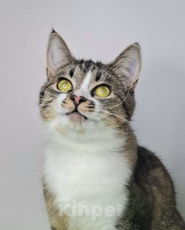 Кошки в Москве: Мимоза будет на выставке-пристройстве в Москве Девочка, Бесплатно - фото 1