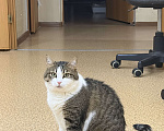 Кошки в Нижнем Новгороде: Кошка в добрые руки Девочка, Бесплатно - фото 6